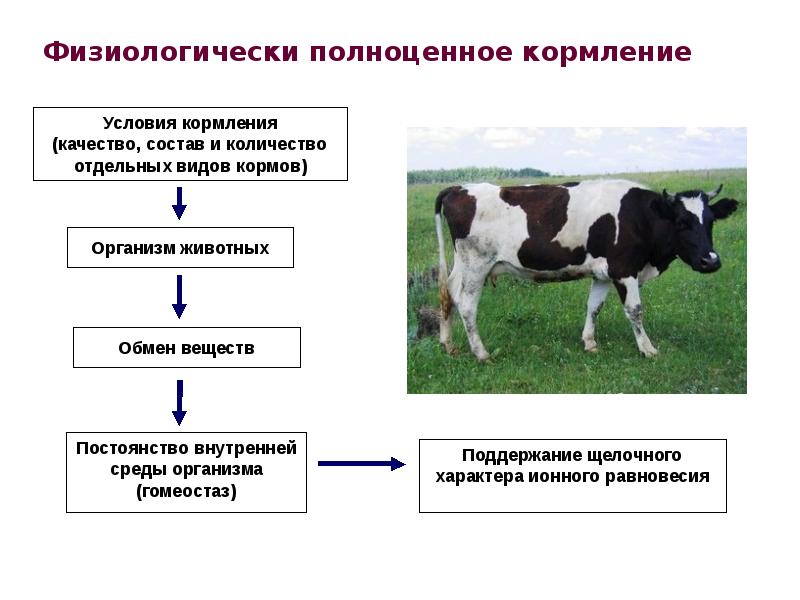 Содержание животных элемент технологии производства животноводческой продукции презентация