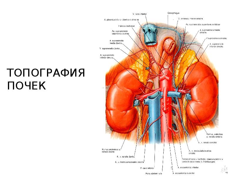 Границы забрюшинного пространства топографическая анатомия