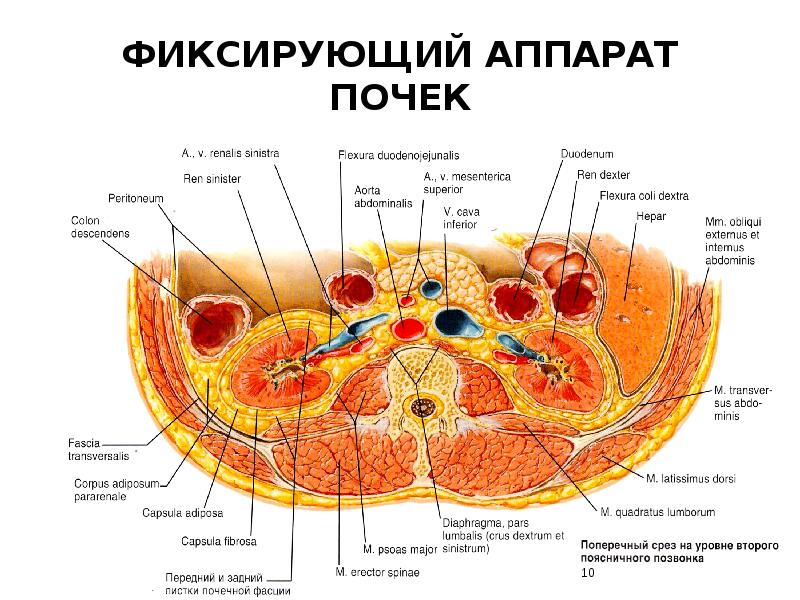 Листки почечной фасции. Листки фасции герота. Листки почечной фасции. Фасция герота анатомия. Фасция герота анатомия листки.