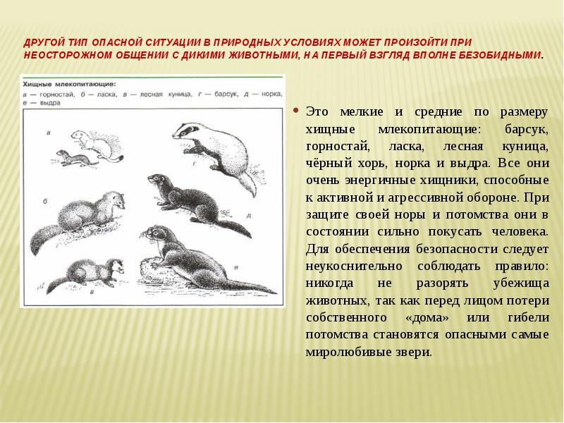 Опасность диких животных для человека. При встрече с дикими животными. Опасности при встрече с дикими животными. Встреча с дикими животными ОБЖ. Презентация по ОБЖ встреча с дикими животными.