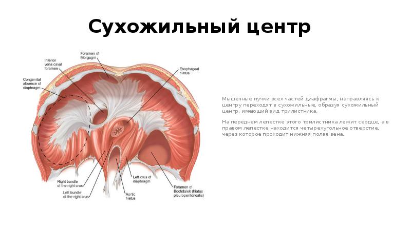 Мышцы центра. Сухожильный центр диафрагмы. В сухожильном центре диафрагмы расположено. В сухожильном центре диафрагмы имеются отверстия:. Диафрагма образует сухожильные.