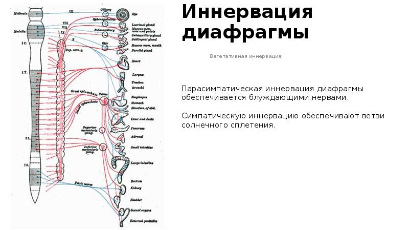 Тонкий кишечник положение отделы строение стенки функции иннервация кровоснабжение