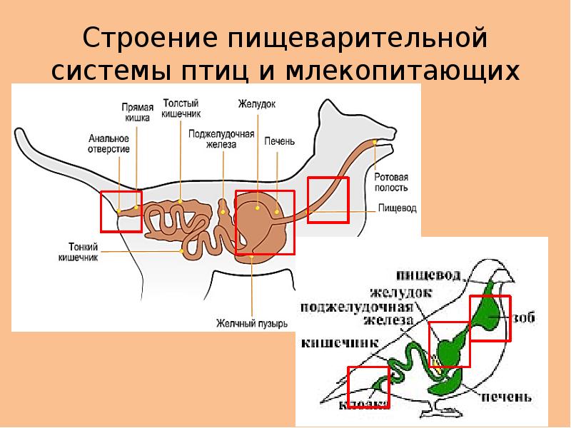 Проект сложное поведение млекопитающих