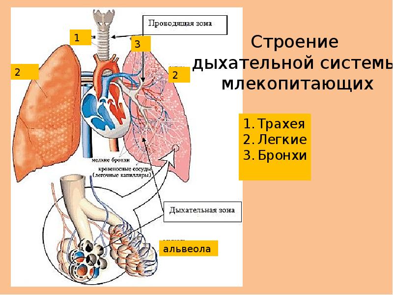 Проект сложное поведение млекопитающих