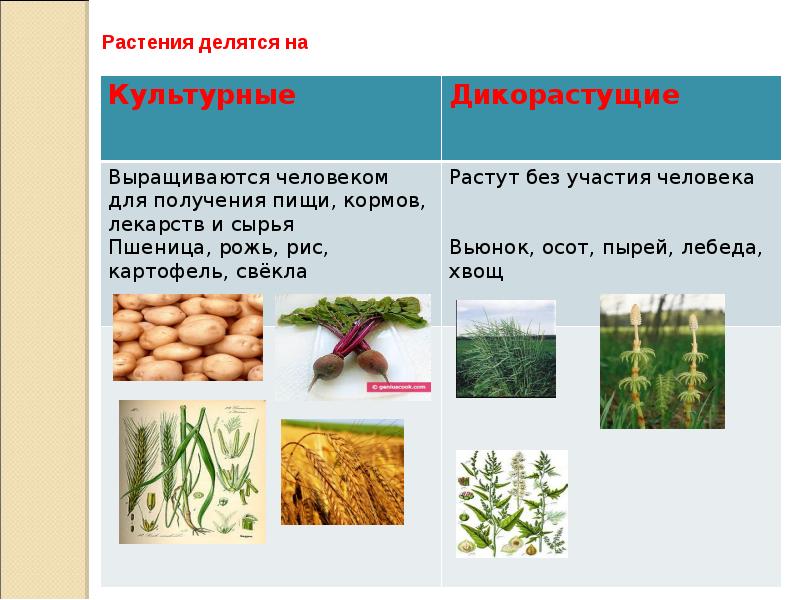 Окружающий мир 1 класс повторение презентация