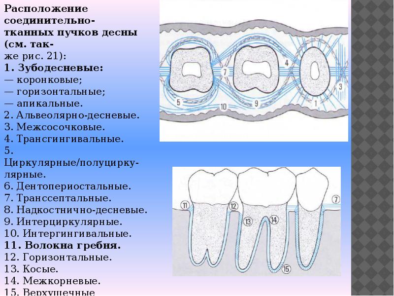 Строение пародонта