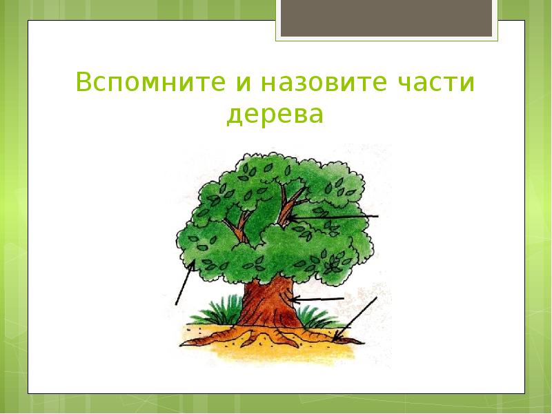 Части дерева ответы. Покажи и назови части дерева. Назови части дерева средняя группа. Проект части дерева. Упражнение «покажи и назови части дерева»..