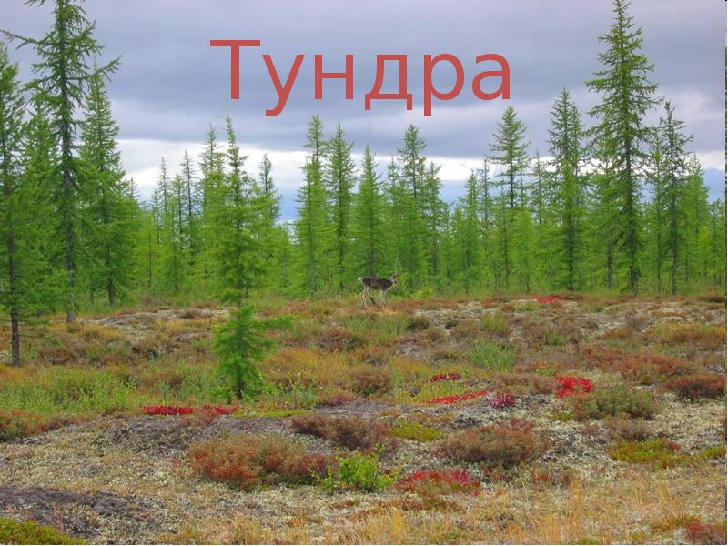 Тундра и лесотундра презентация