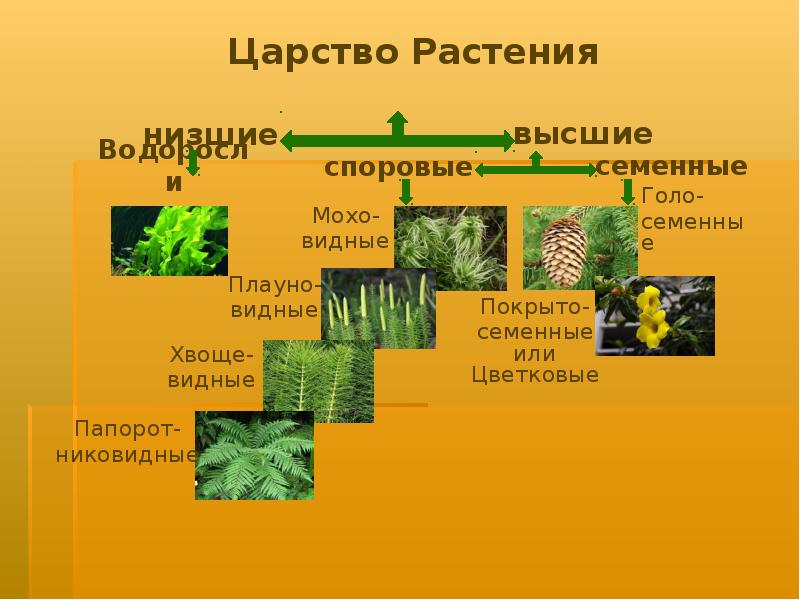 Царство растений водоросли. Представители царства растений.