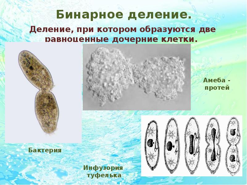 9 класс размножение живых организмов пономарева презентация