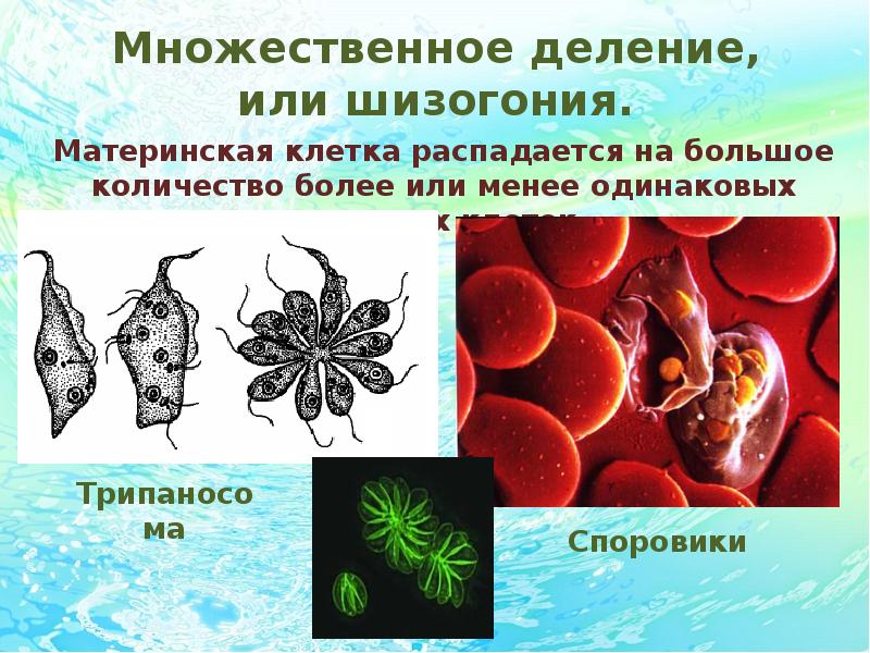 Размножение живых организмов презентация