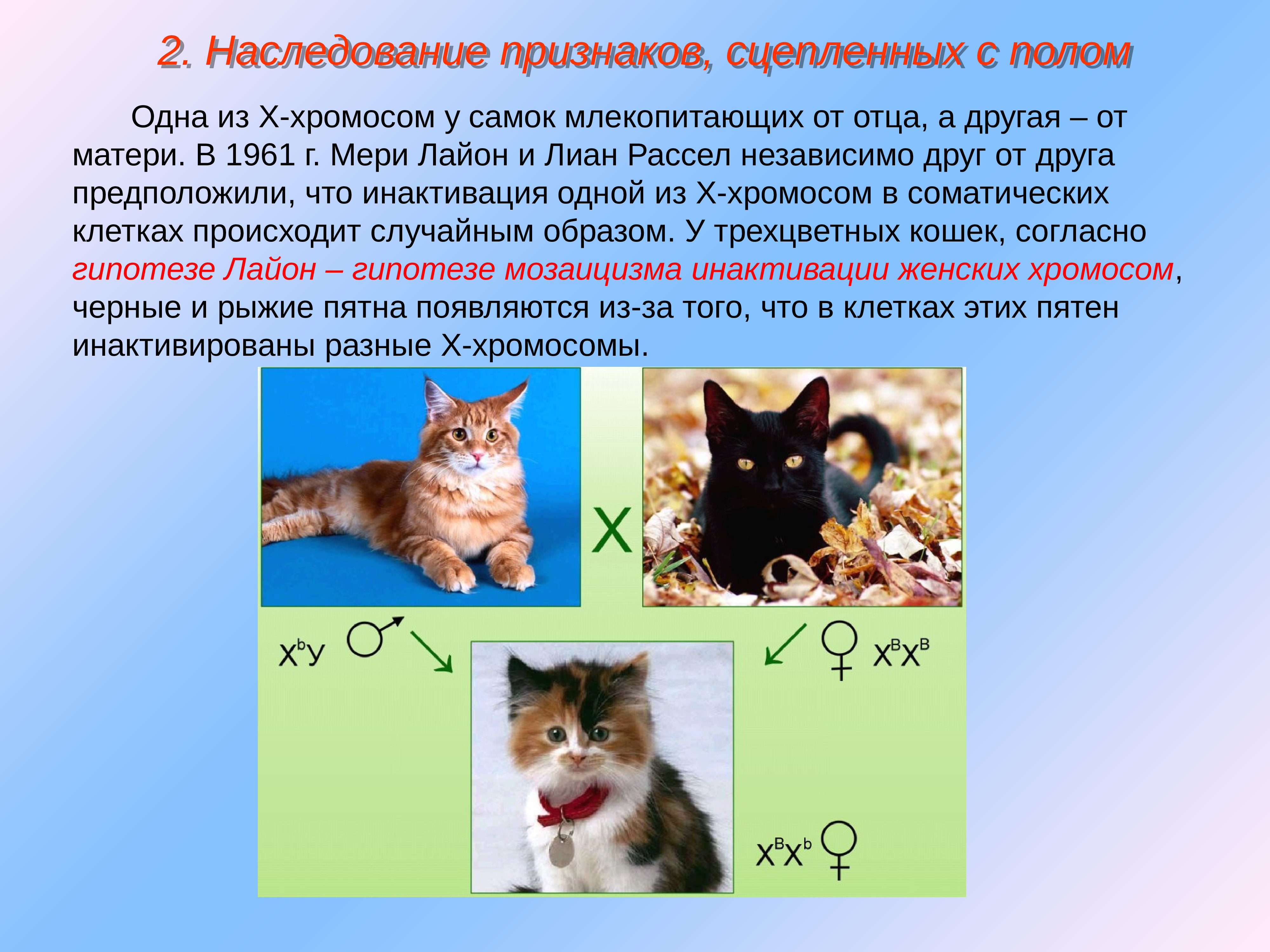 Известно что трехшерстные кошки всегда самки. Генетика пола. Наследование признаков. Хромосомный мозаицизм примеры. Мозаицизм в генетике.