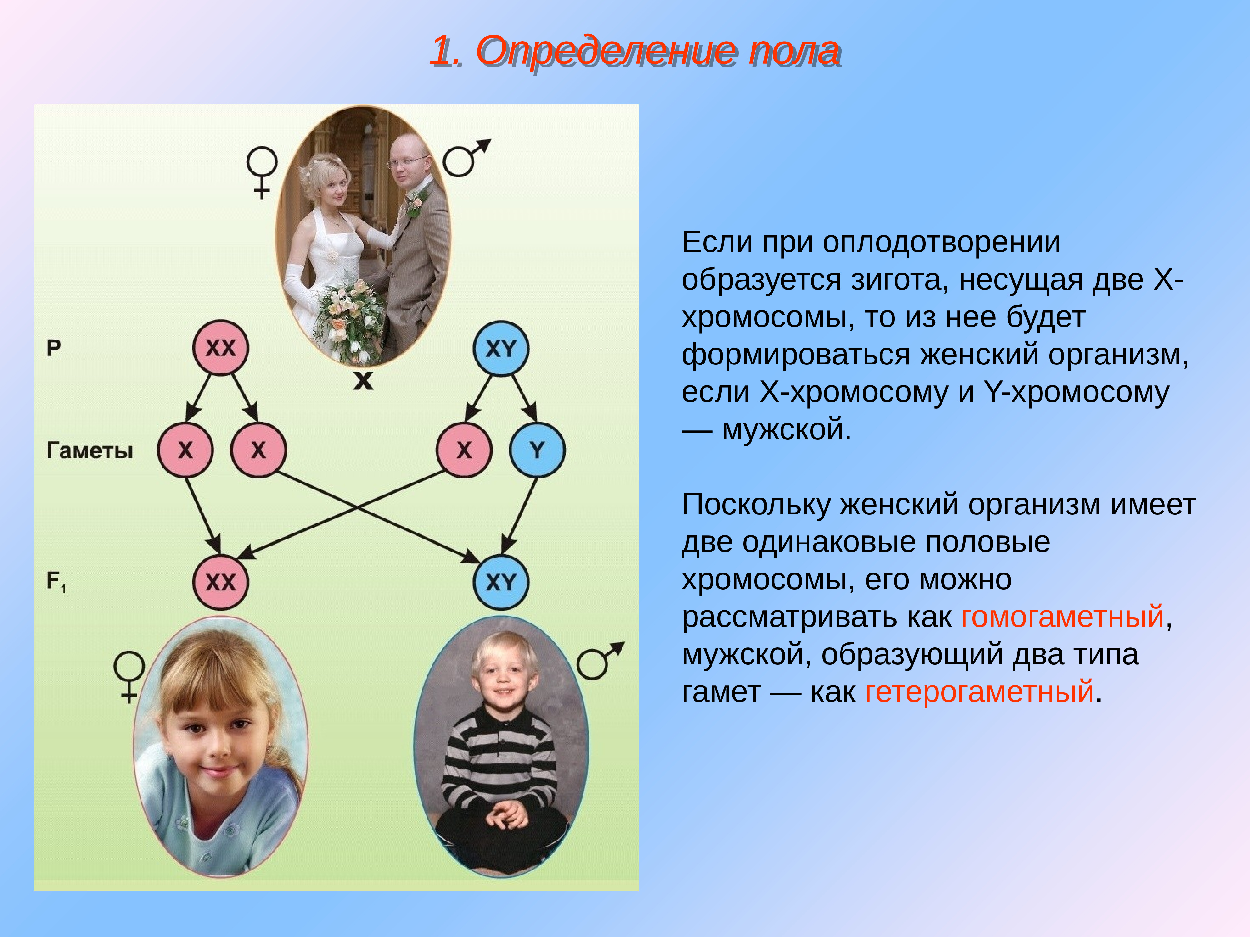 Х хромосома это мужская. Генетика пола презентация. Определение пола у человека. Женский пол генетика. Две хромосомы.