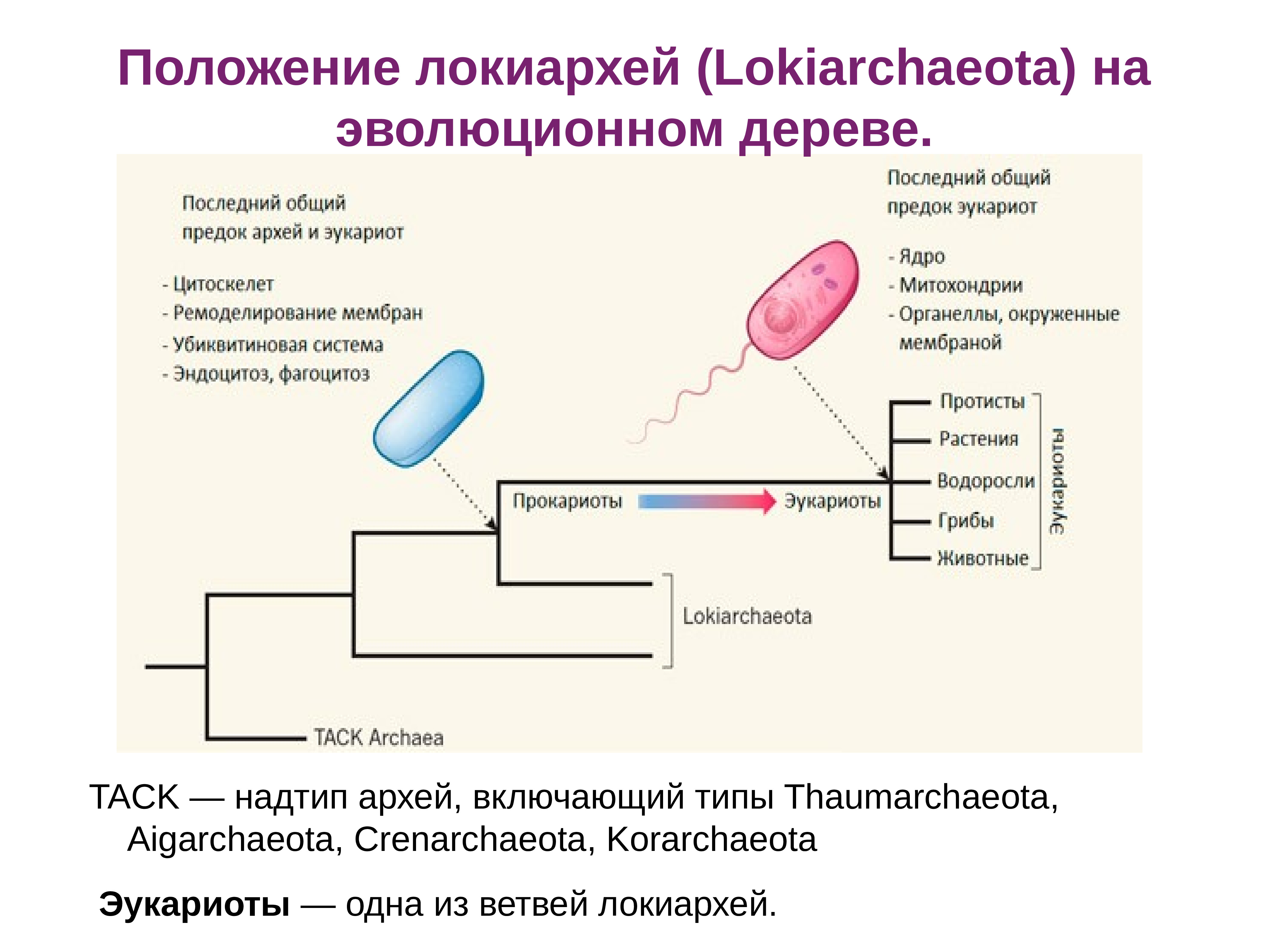 Древние археи