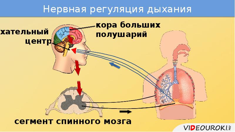 На рисунке изображена схема регуляции дыхания человека