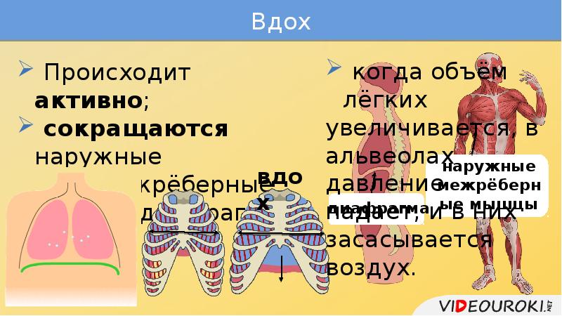 Дыхательные движения регуляция дыхания презентация 8 класс