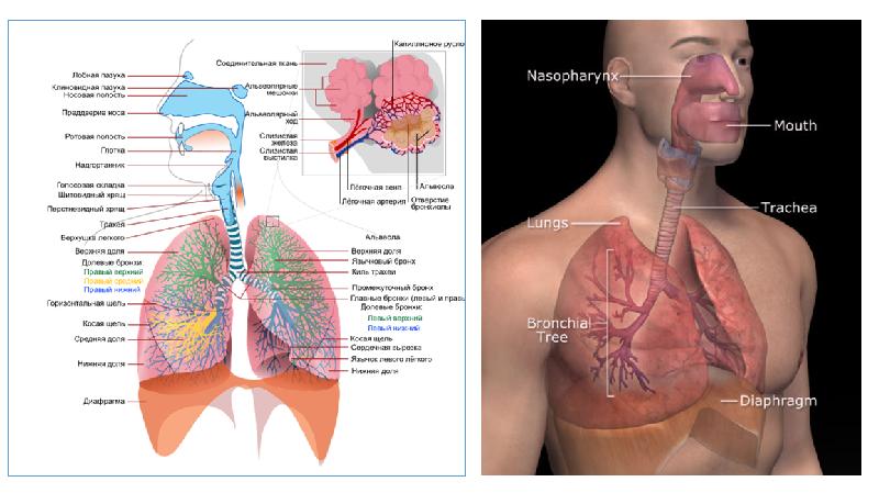 Дыхание 5 групп. Дыхательная система 5. Лімфатична система.