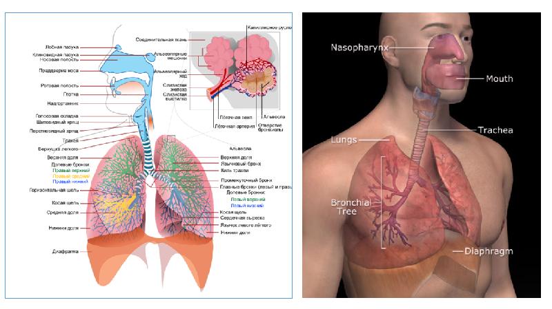 Орган дыхания 5. 5. Дыхательная система. Дыхание 5×5. Дыхательная система человека уровень организации ЕГЭ. Орган дыхания 5 букв у человека.