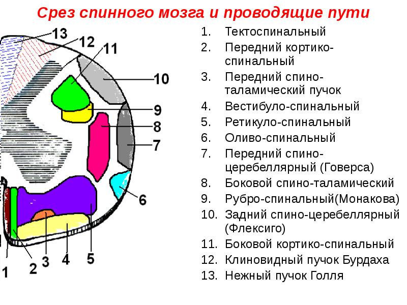 Проводящие пути спинного мозга презентация