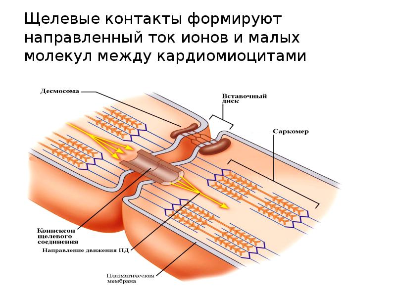 Схема соединения кардиомиоцитов гистология