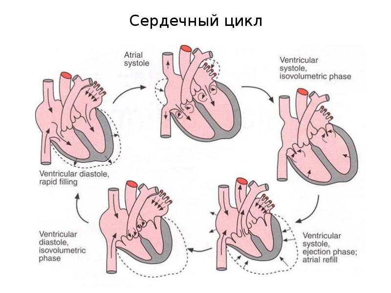 Фазы сердечного цикла схема