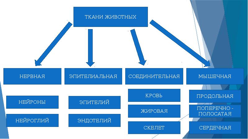 Презентация биология животные 7 класс