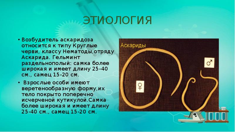 ЭТИОЛОГИЯ
Возбудитель аскаридоза относится к типу Круглые черви, классу Нематоды,отряду Аскарида. ЭТИОЛОГИЯ
Возбудитель аскаридоза относится к типу Круглые черви, классу Нематоды,отряду Аскарида.