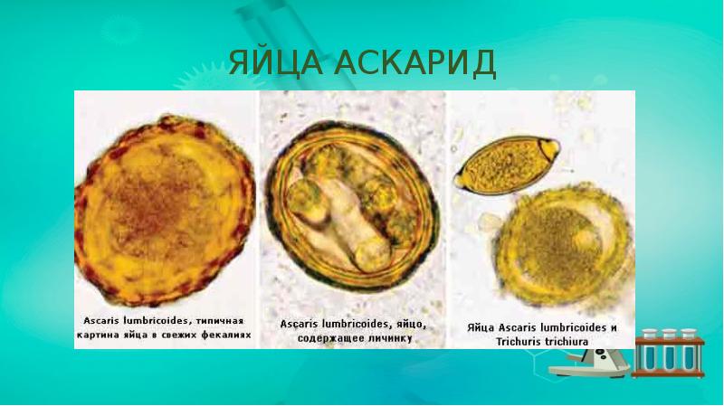 ЯЙЦА АСКАРИД ЯЙЦА АСКАРИД