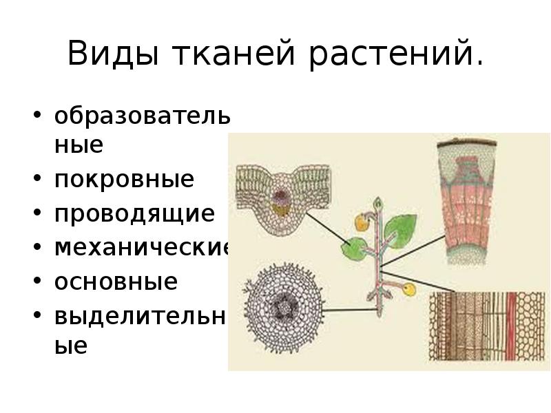 Какой тип растительной ткани представлен на рисунке образовательная покровная проводящая основная