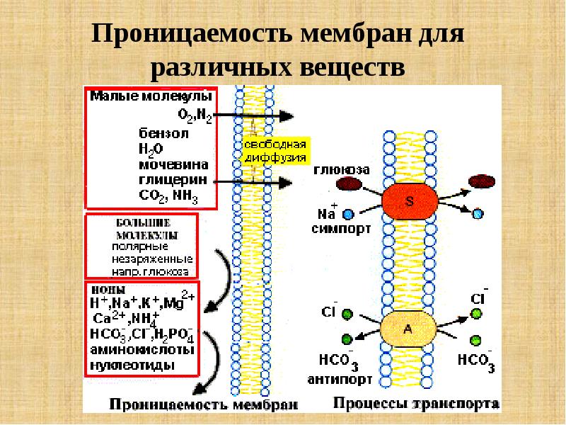 Презентация на тему биофизика