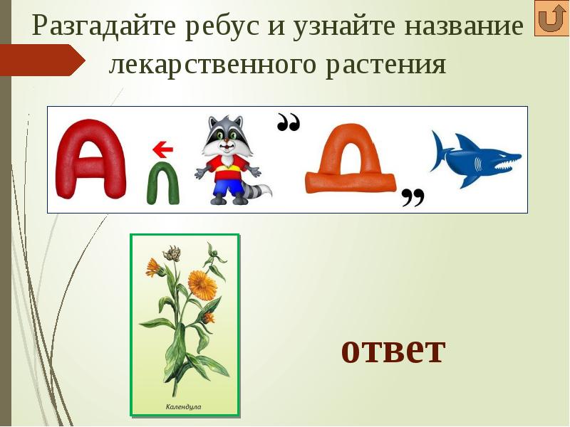 Ребусы про цветы в картинках с ответами