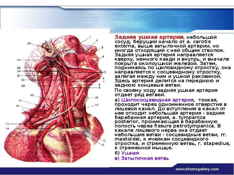 Артерии головы и шеи презентация