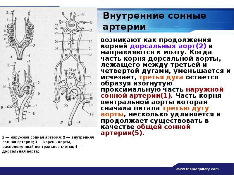 Дорсальная вена. Дорсальная аорта. Дорсальный отдел аорты. Корень дуги аорты.