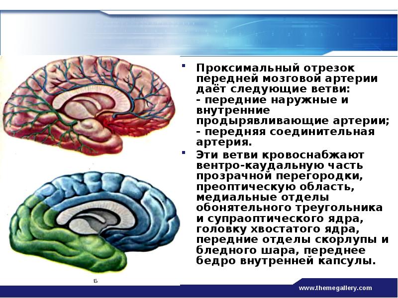 Передний головной мозг. Проксимальное сечение мозга. Проксимальные артерии. Проксимальная часть артерии. Проксимальный отдел артерии это.