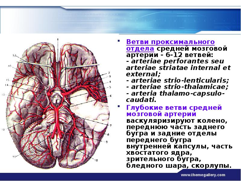 Средняя мозговая артерия. Среднемозговаяартерия анатомия. M1 сегмент средней мозговой артерии. Ветви средней мозговой артерии кт. Среднемозговая артерия головного мозга.