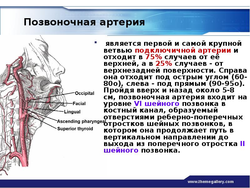 Ветвью является. Позвоночная артерия и ее ветви. Позвоночная артерия ветви области кровоснабжения. Похвоночная артерия и её ветви. Позвоночная артерия анатомия.