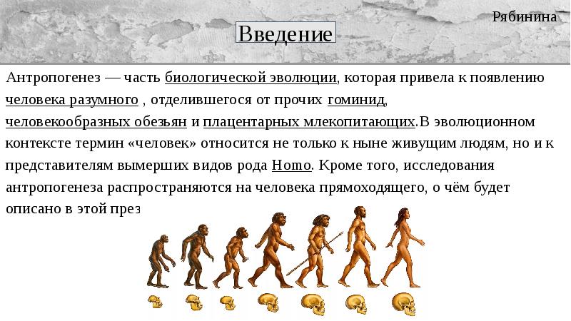 Антропогенез расы людей. Антропогенез человек прямоходящий. Биологическая Эволюция человека. Эволюция человека и формирование человека разумного.