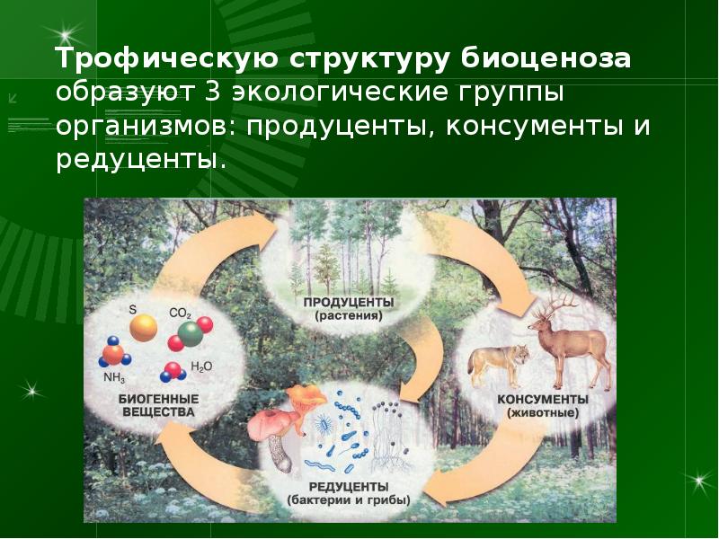 Экологическая классификация организмов презентация