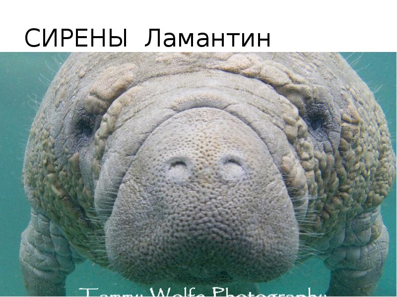 Ламантин Интернет Магазин Минск