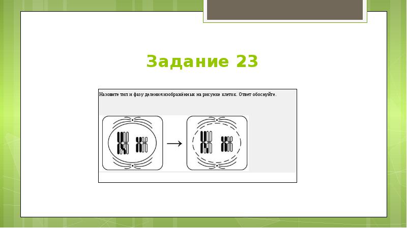 Определите тип и фазу деления исходной диплоидной клетки изображенной на рисунке дайте обоснованный