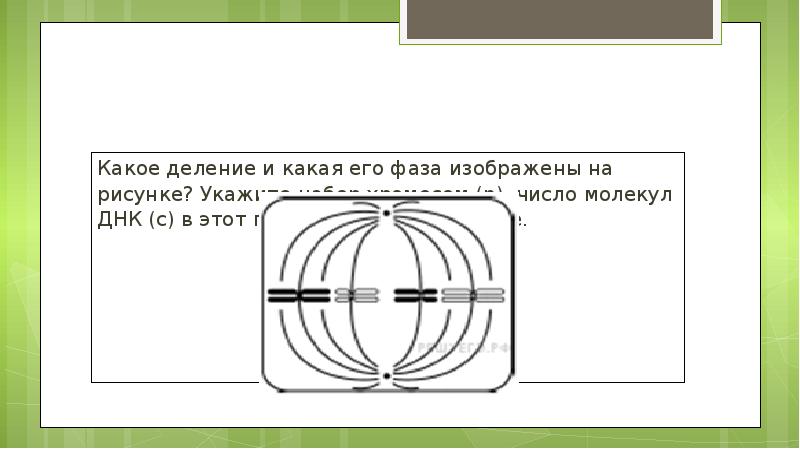 Назовите тип и фазу деления изображенных на рисунке