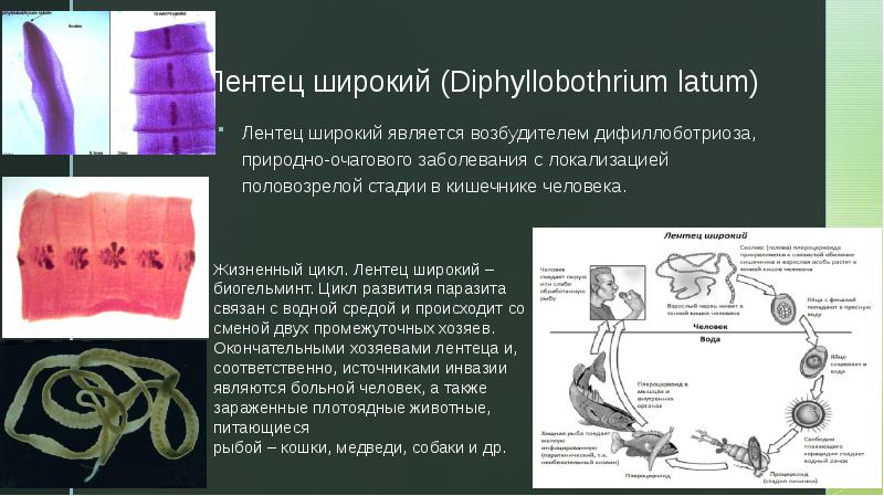 Питание широкого лентеца. Жизненный цикл широкого лентеца Diphyllobothrium latum. Широкий лентец (Diphyllobothrium latum). Diphyllobothrium latum морфология. Инвазионная стадия широкого лентеца.