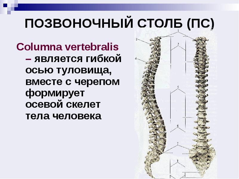 Столб позвонков. Скелет туловища Позвоночный столб. Скелет туловища соединение костей. Скелет туловища соединения позвонков. Позвоночный столб (columna vertebralis).