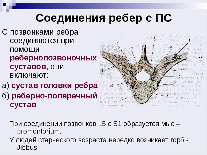 Соединения ребер