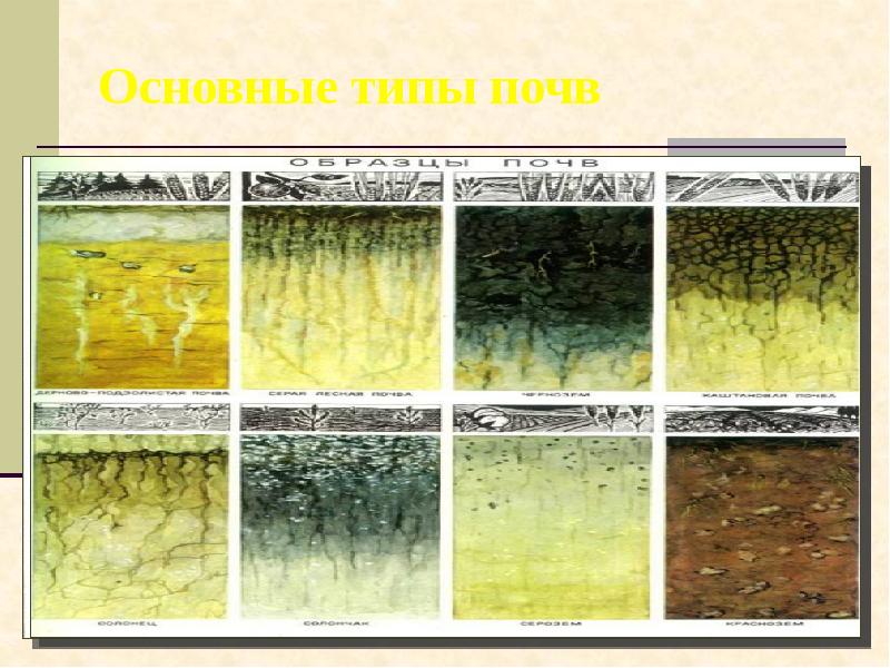 Основные типы почв Основные типы почв