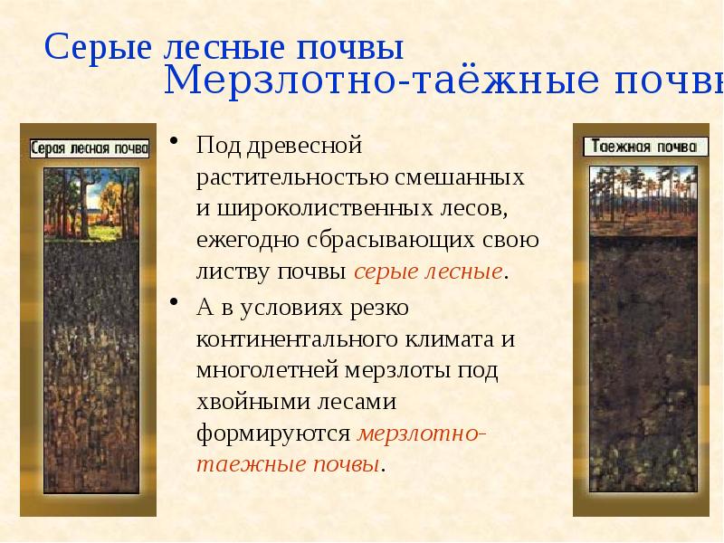 Серые лесные почвы
Под древесной растительностью смешанных и широколиственных лесов, Серые лесные почвы
Под древесной растительностью смешанных и широколиственных лесов,