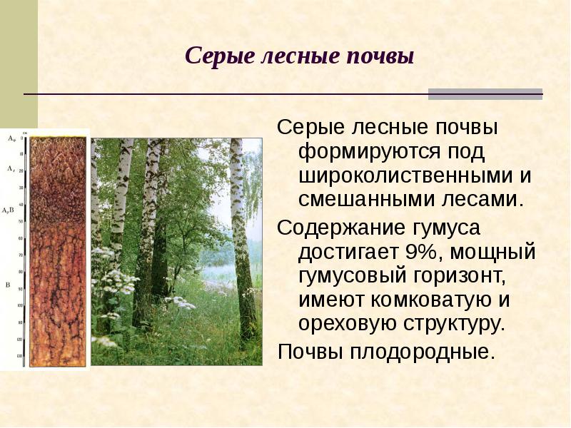 Серые лесные почвы
Серые лесные почвы формируются под широколиственными и смешанными Серые лесные почвы
Серые лесные почвы формируются под широколиственными и смешанными