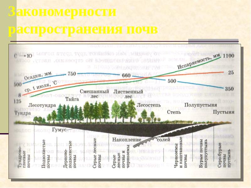 Закономерности распространения почв Закономерности распространения почв