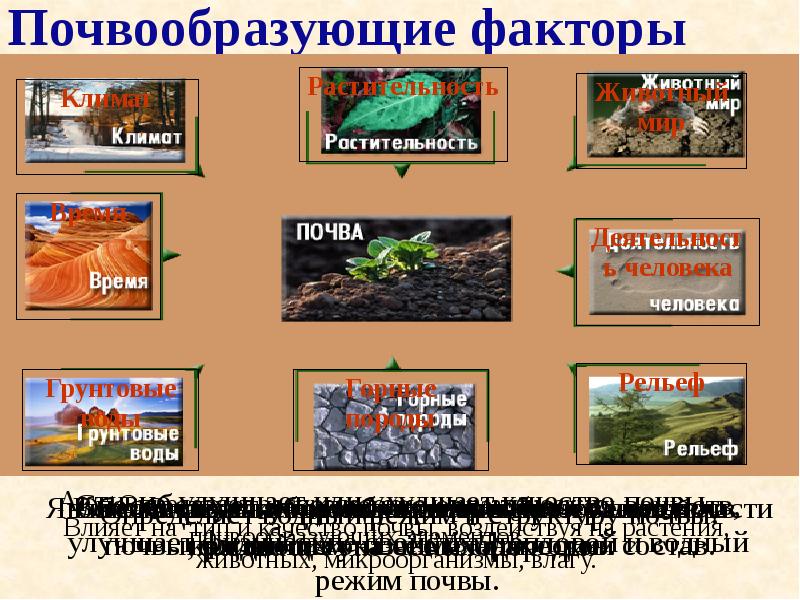 Почвообразующие факторы Почвообразующие факторы
