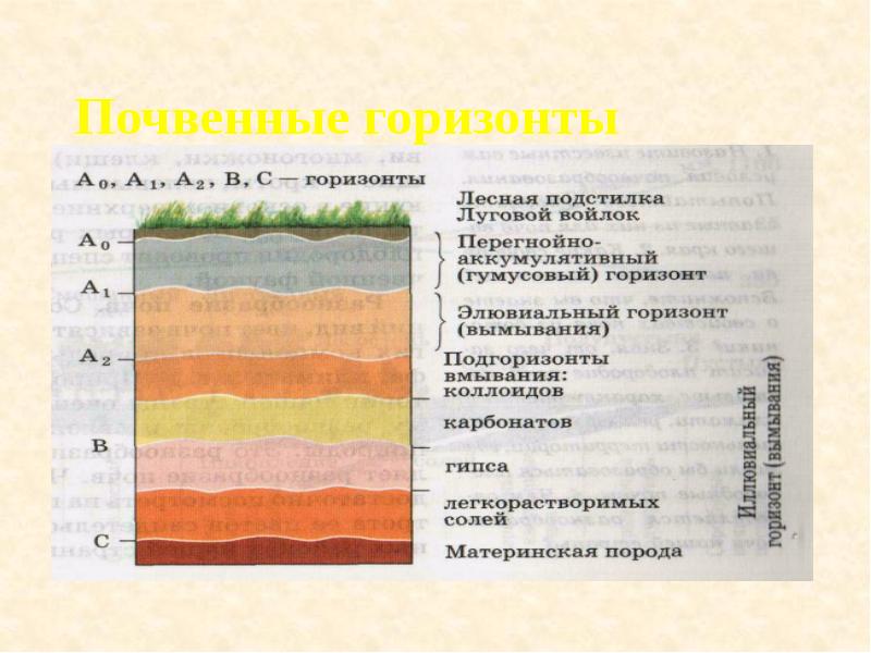 Почвенные горизонты Почвенные горизонты